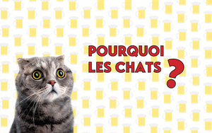 Pourquoi les chats?